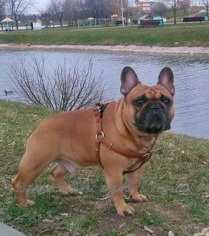BAGGI KIPARIS