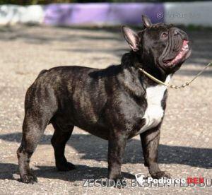 ZECUDAS BUSHER PLJUS BUGATTI