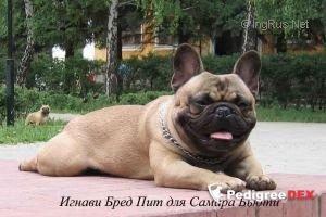 IGNAVI BRED PIT DLJA SAMARA BEAUTY