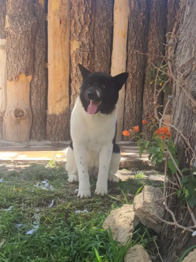 Arya (Cid Del Prado)