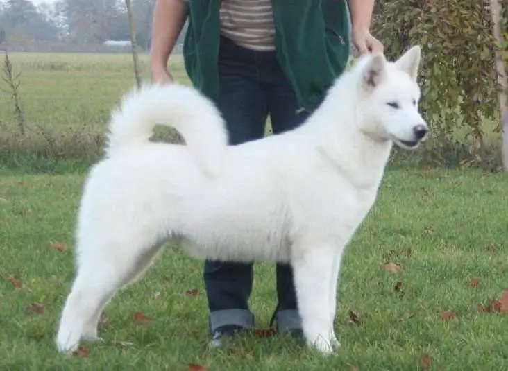 Native American Huk Amarok