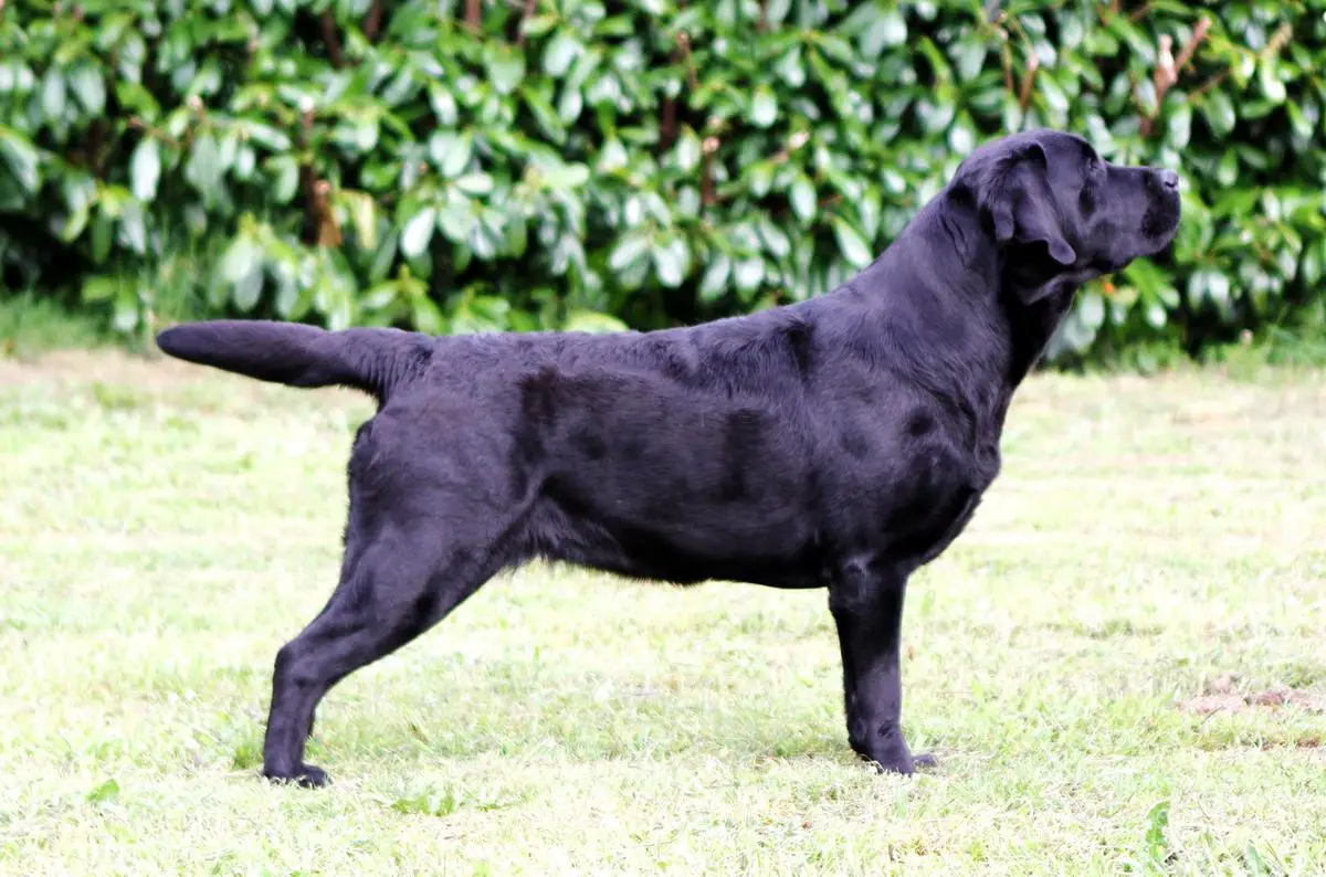 Konsul Lab Belle
