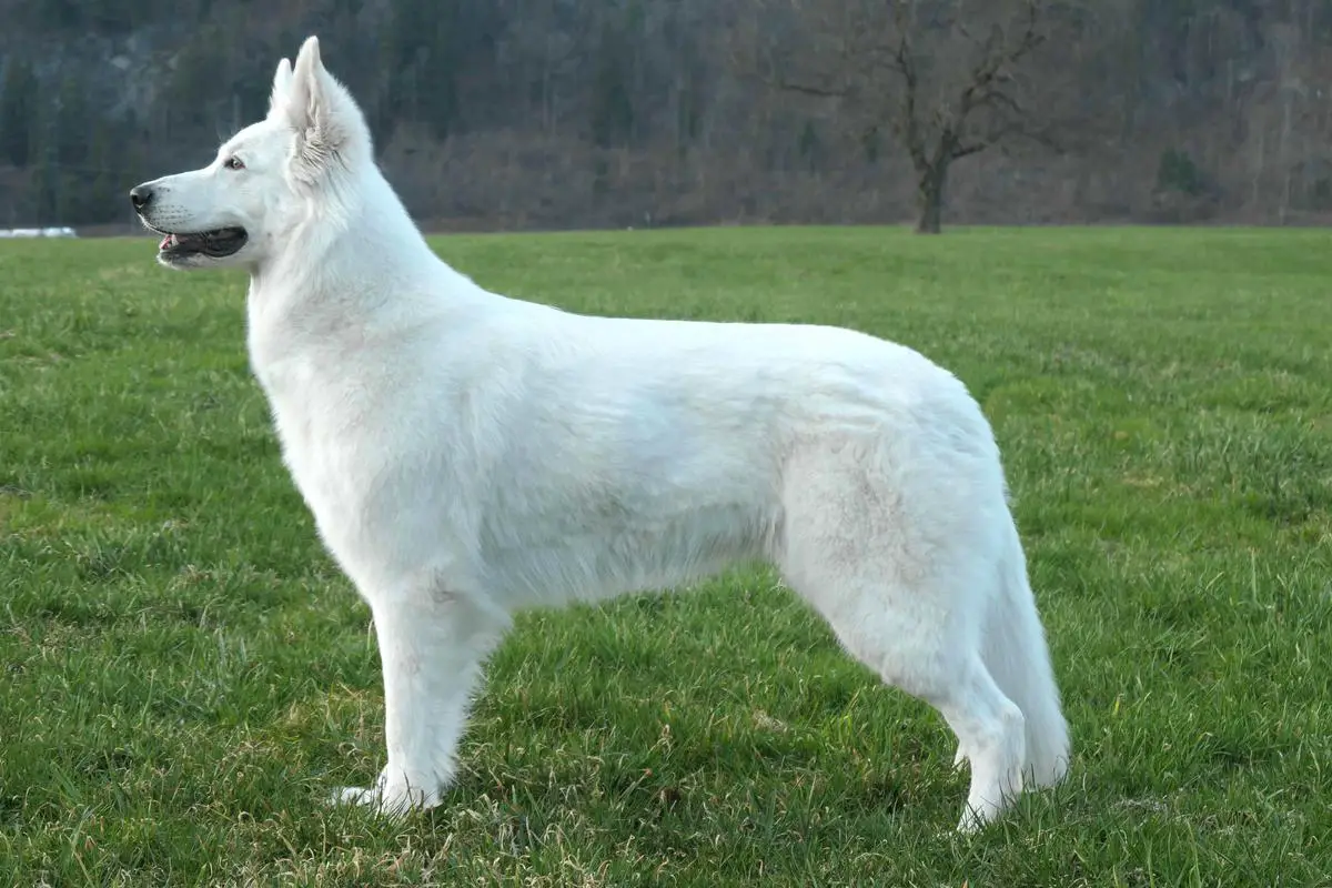 Miray of White Finess