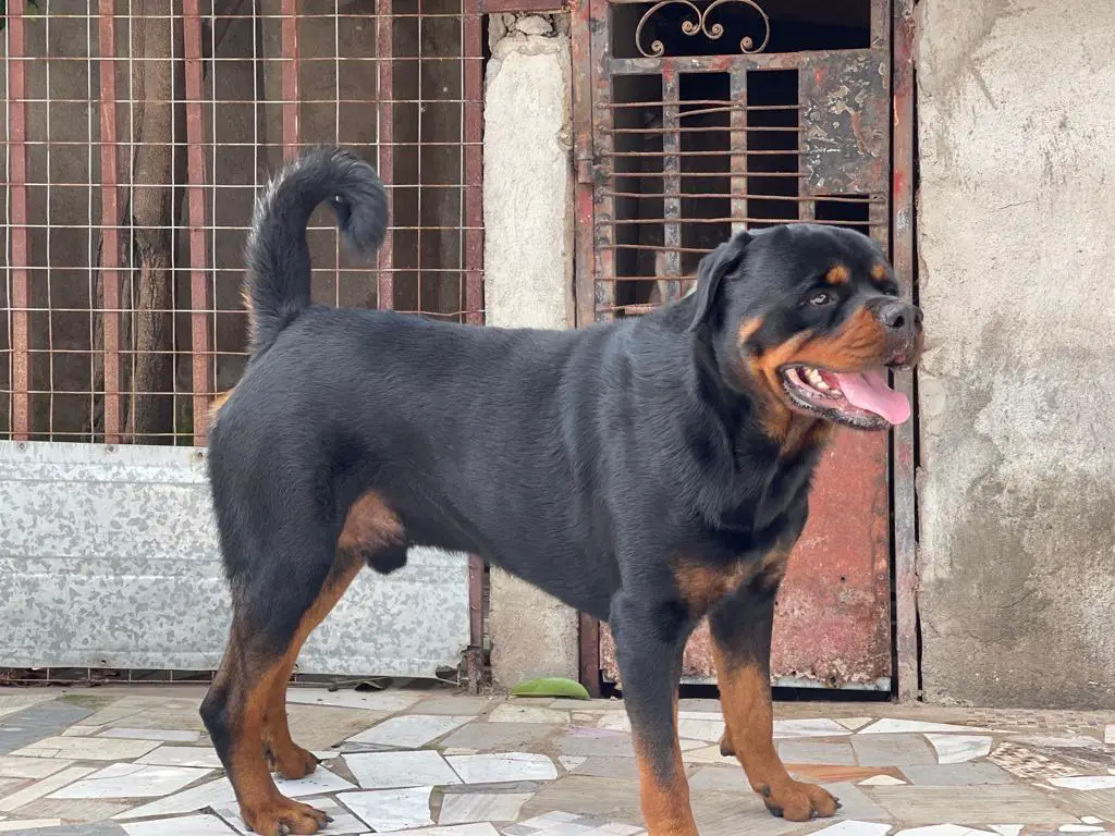 MAJOR VOM HAUSE DE STALLION ROTT