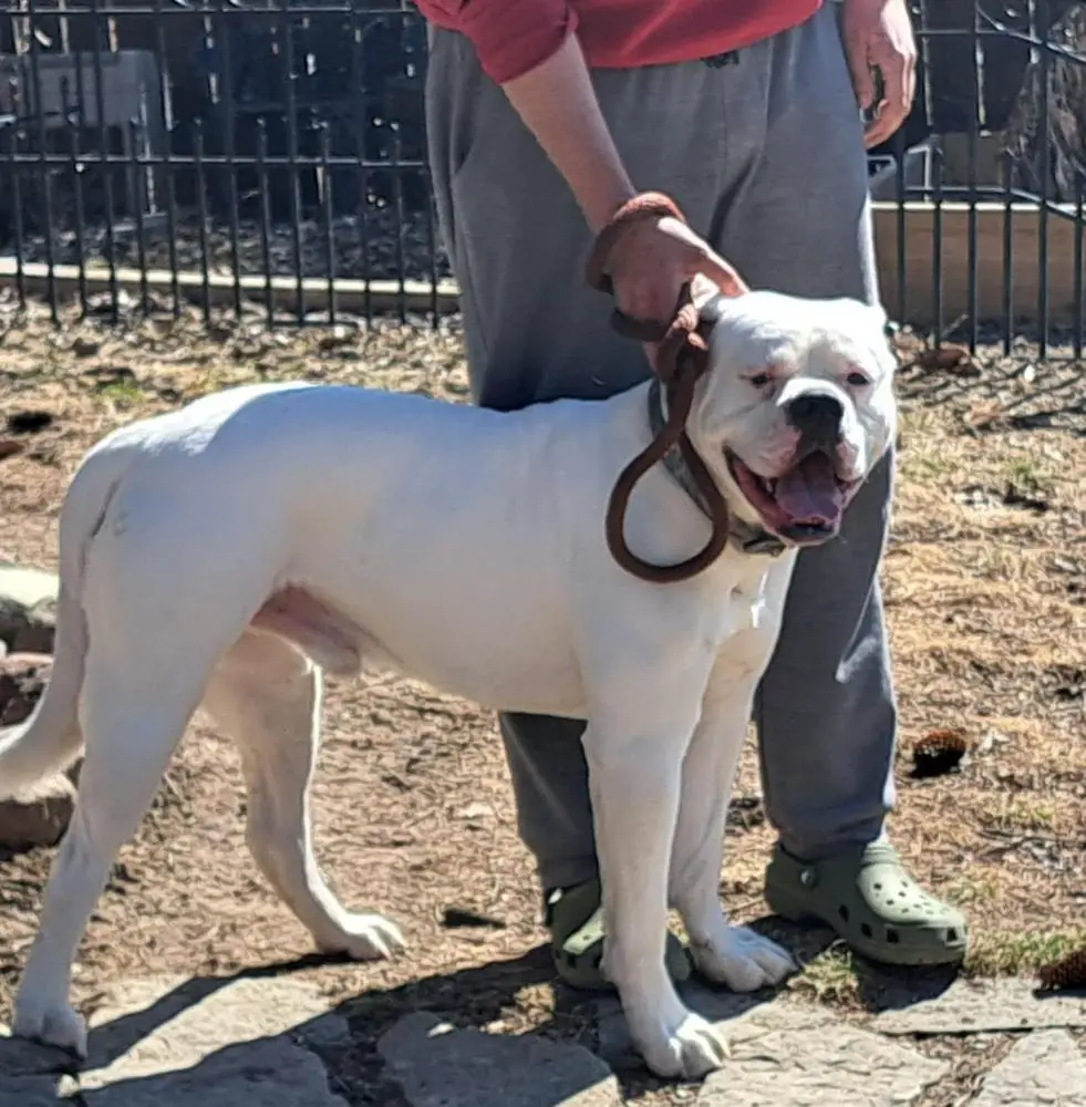 LJ'S Rebel Rouiser 201 Jackson