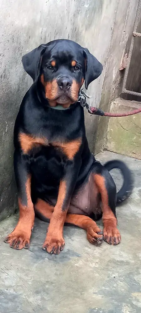 Coco T of asa kennels
