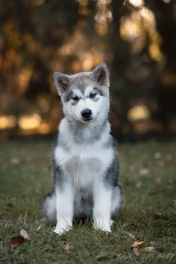 Giselle Bellissima Cane