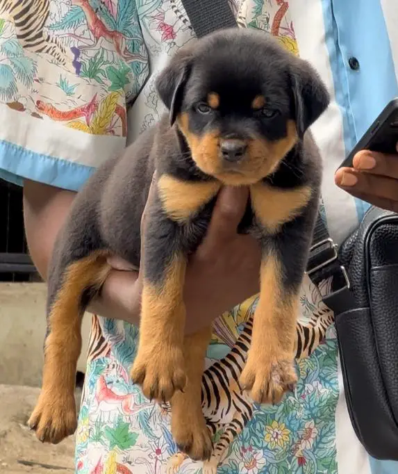 Daisy von Diego kennels