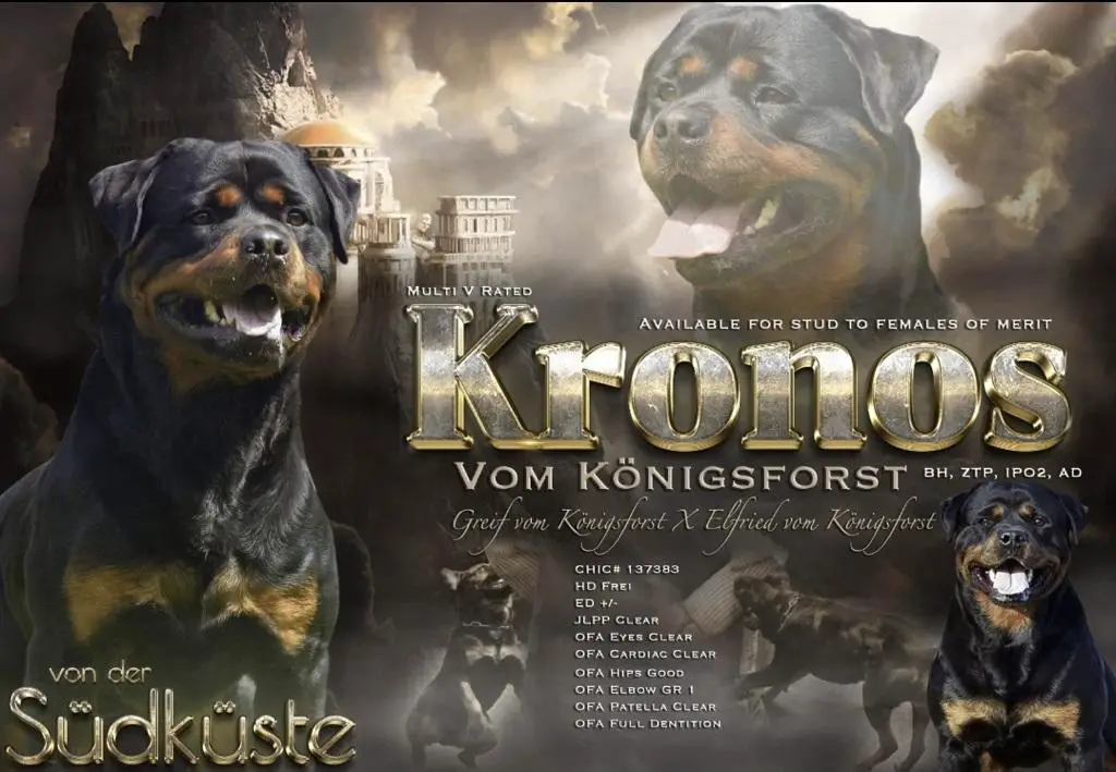 Kronos Vom Konigsforst