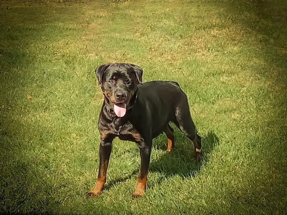 Beau’s Ruby