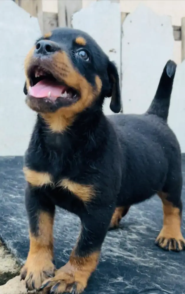 CEE SEVEN OF KOGBAGIDI KENNEL