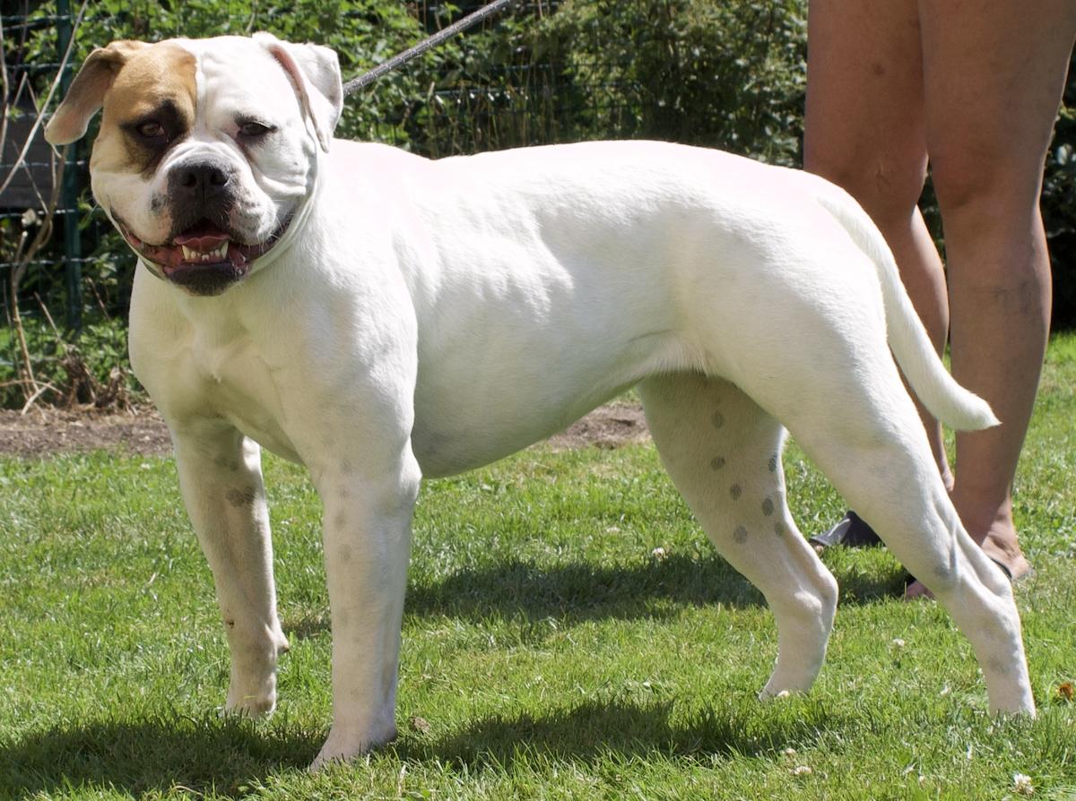 Tegerabull’s Galaxy