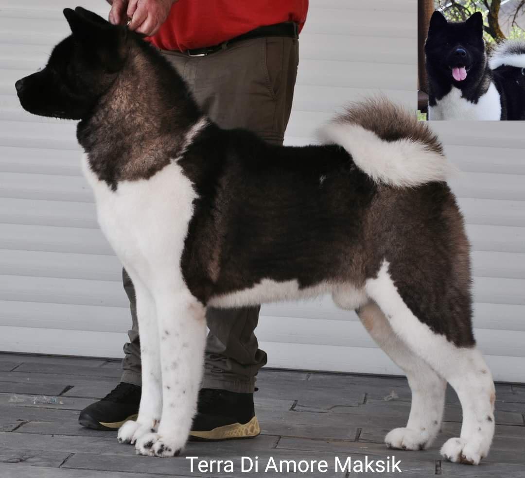 Terra Di Amore Maksik