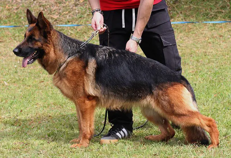Moka de Montenegro/Colombia