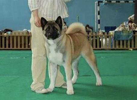Hachiko Hayaka