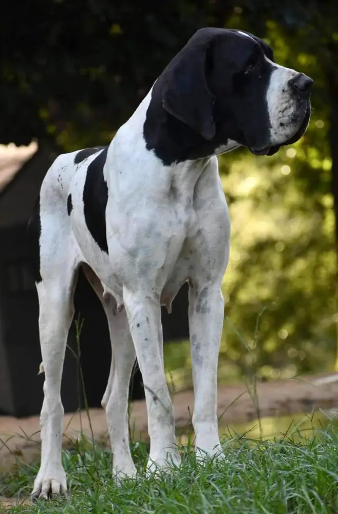Annalee Of Lauer Danes