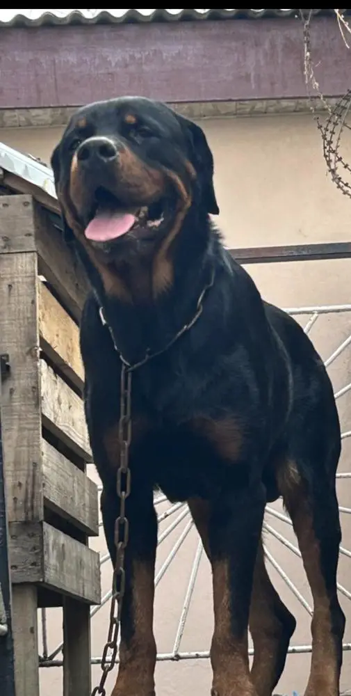 GBAPOWAW ( POPULAR ) OF BENEDICTION KENNEL