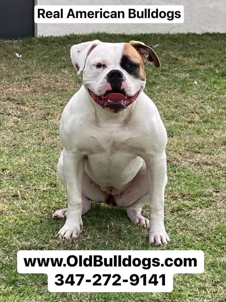 Winston's Kindom Kennel's Rose Gold