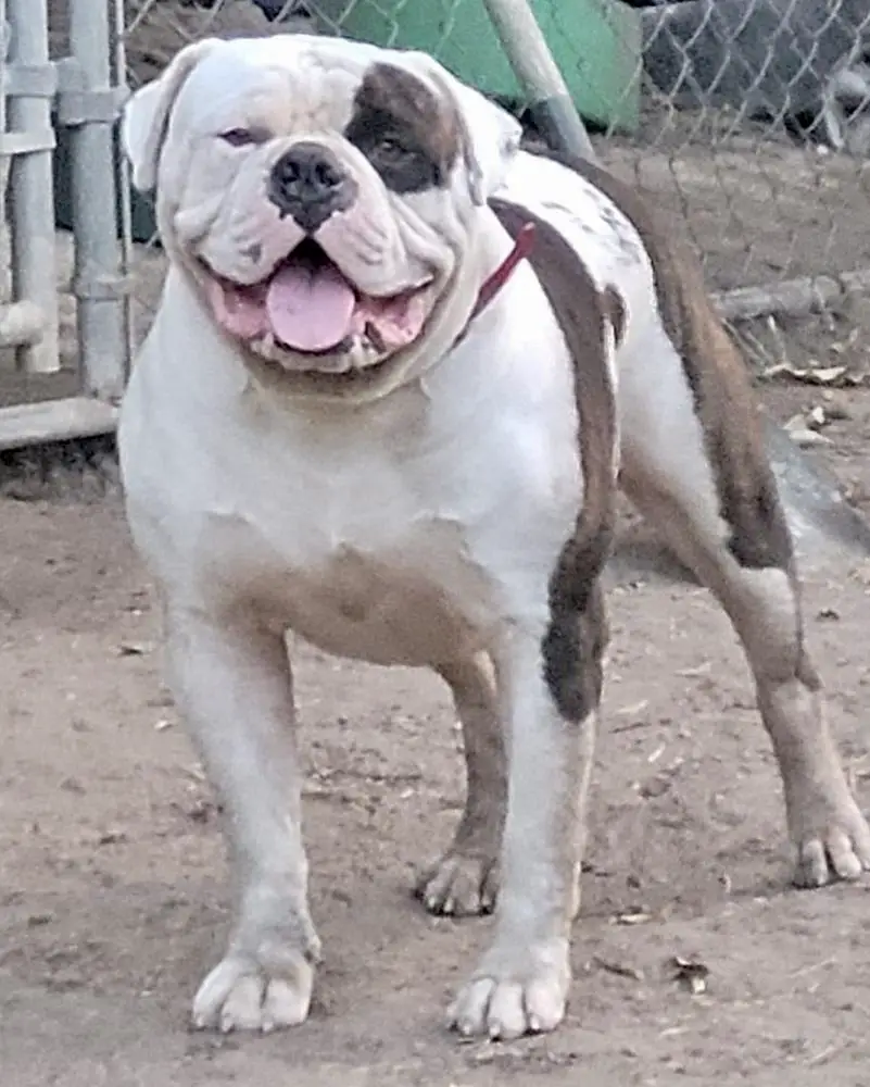 Texas Tuff Tank