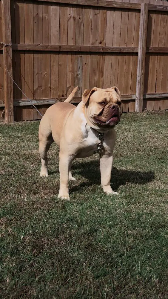 Henry's Prince