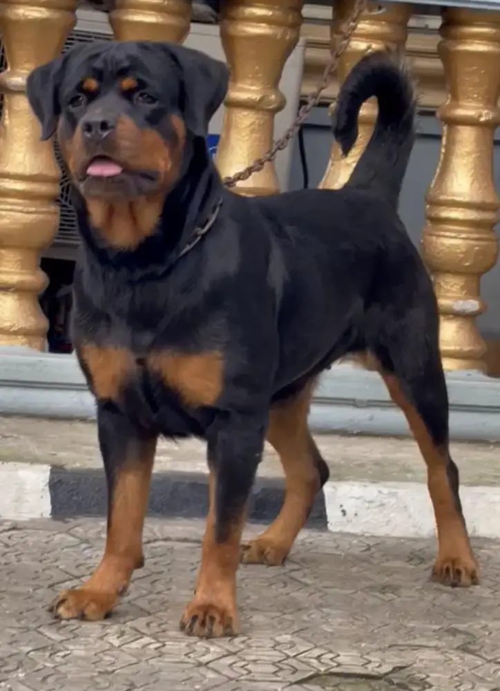 Vera of Cachi kennels