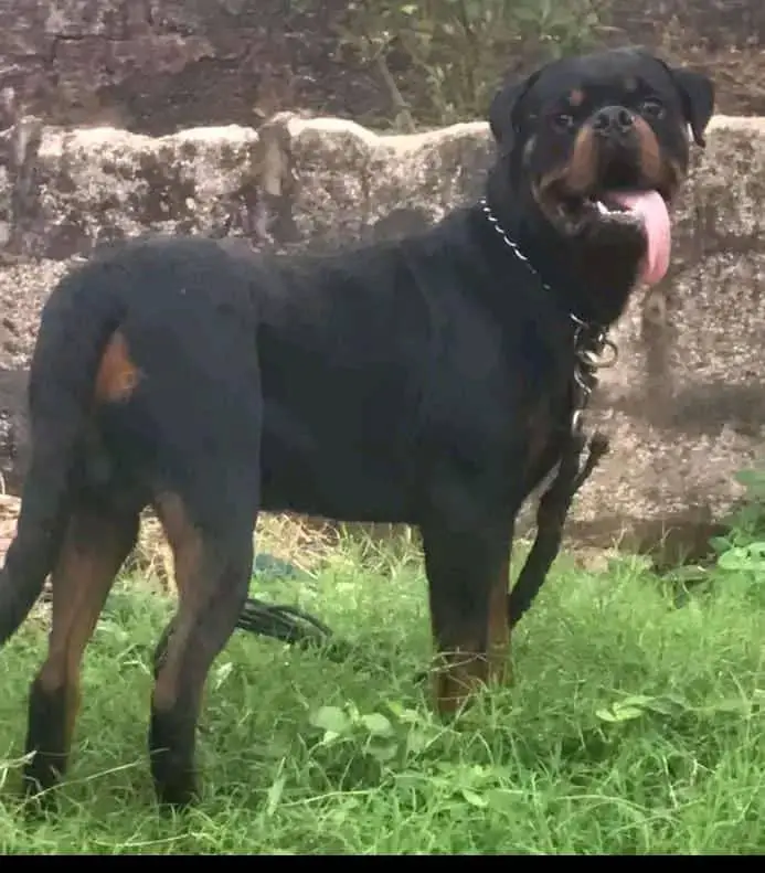 Jazzy of sublime rotts