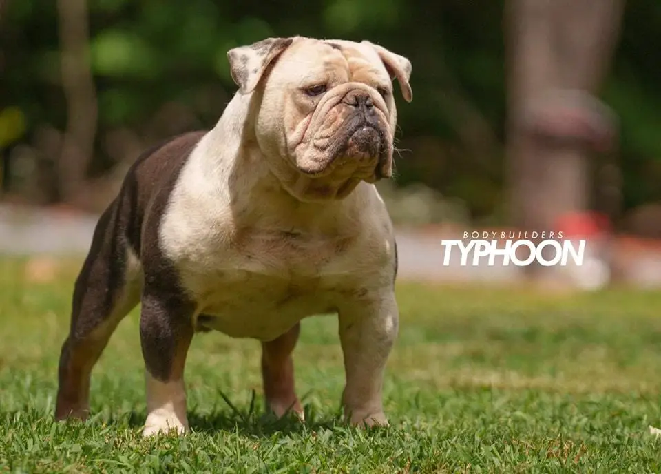 BodyBuilder's Typhoon