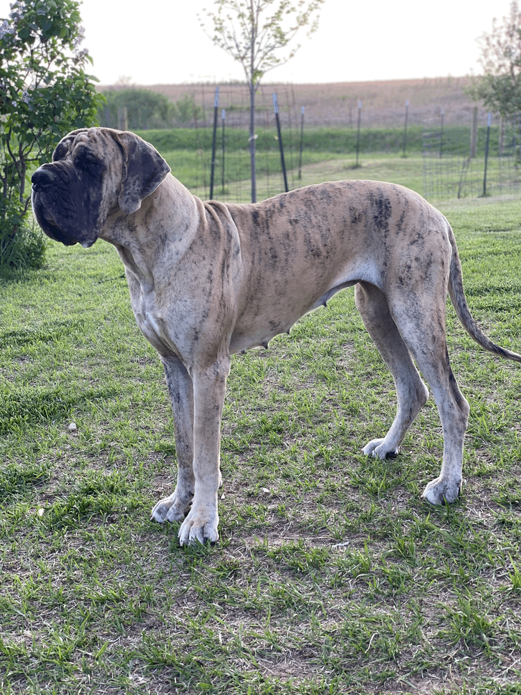 Southwind Great Dane's Amelia Earhart