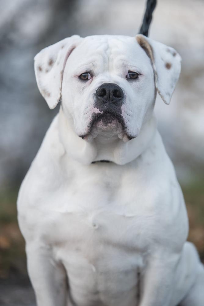 VIKING VIGGO SAFOHOUSE STAR