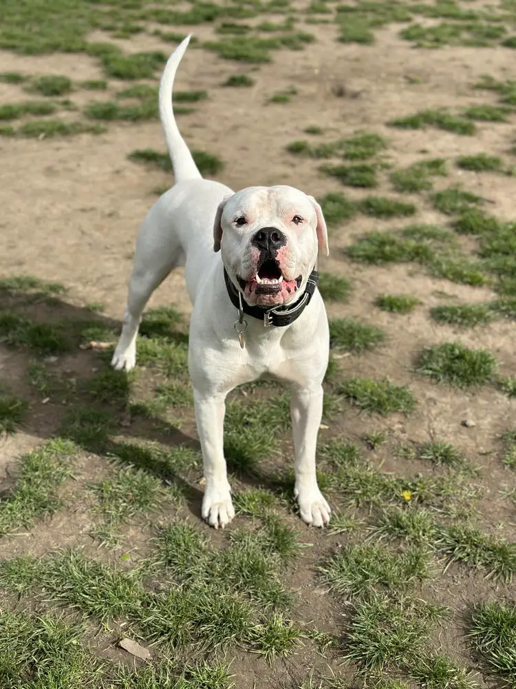 Onyx The Polar Bear