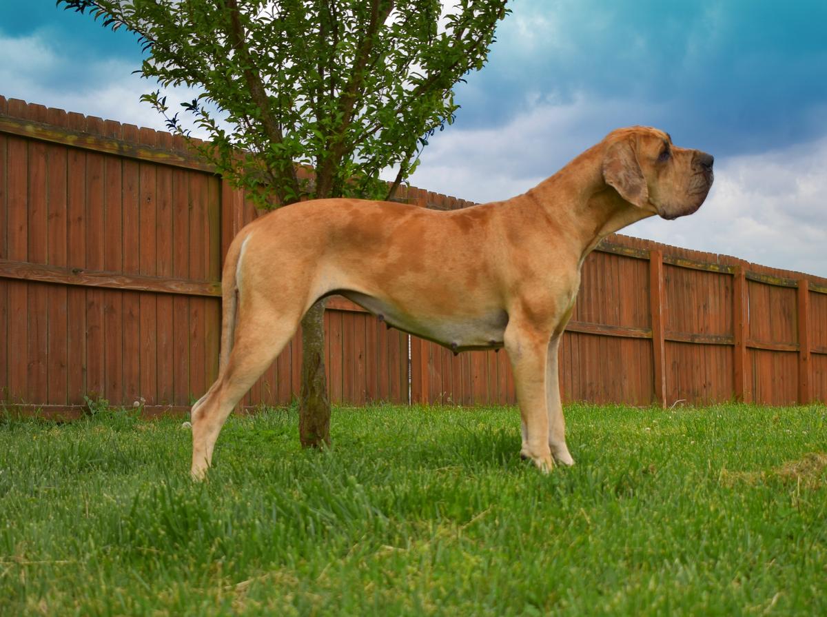 Ruby-Doo Vom Hause Faith