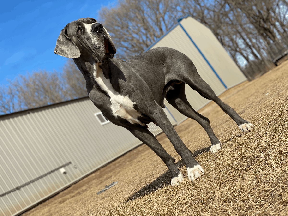 Beefcake Danes Elinor