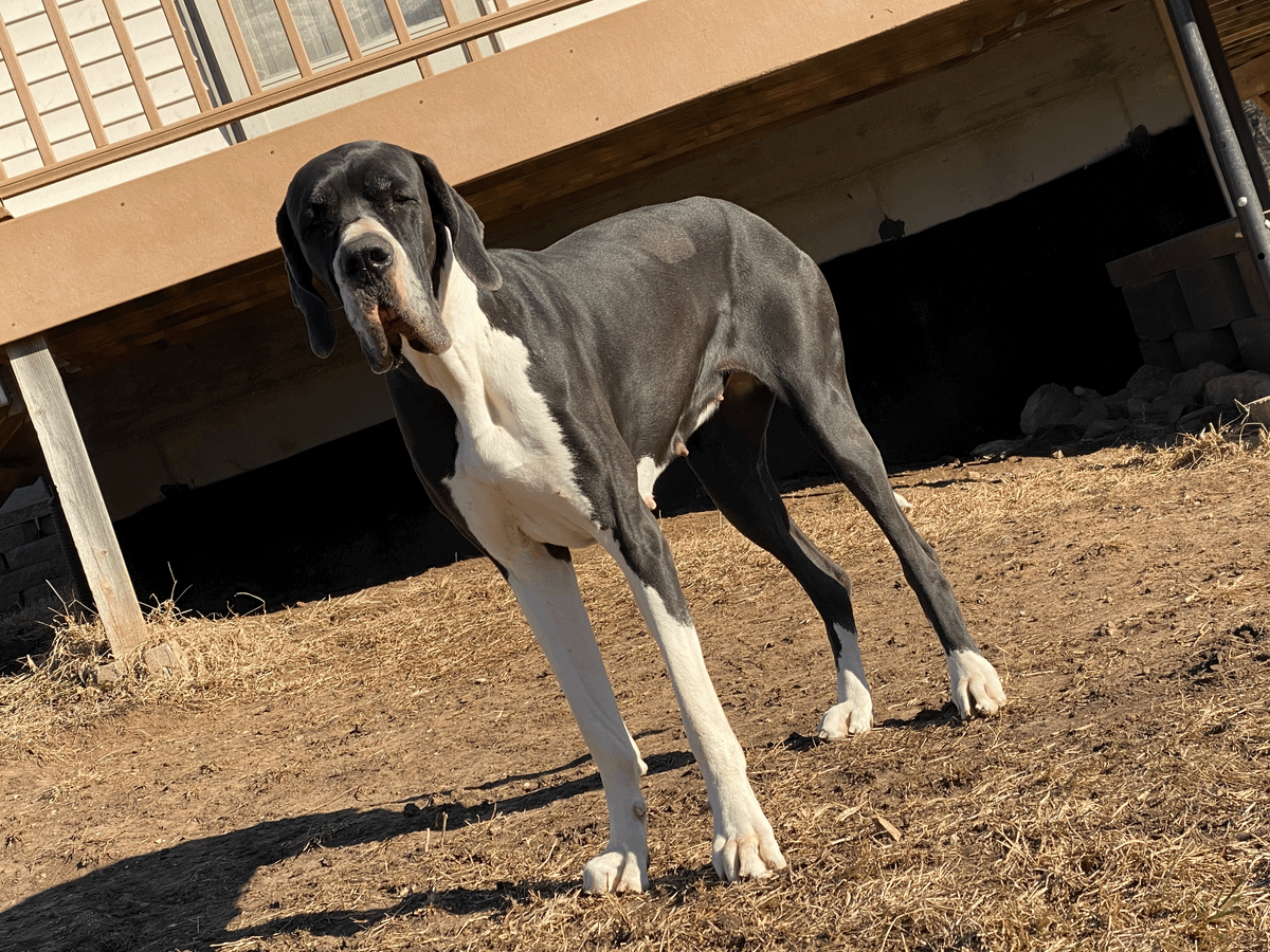 Danes With Grace Black Betty