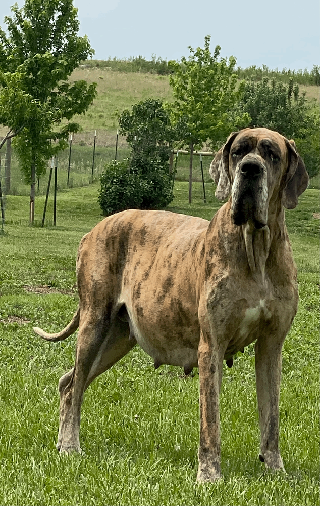 Southwind Great Dane's Grace Muriel