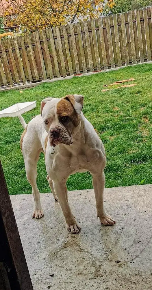 Berserkerbulls Calynda aka Heidi