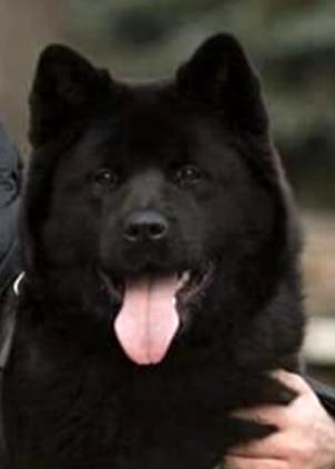 Tresi Dog Banda
