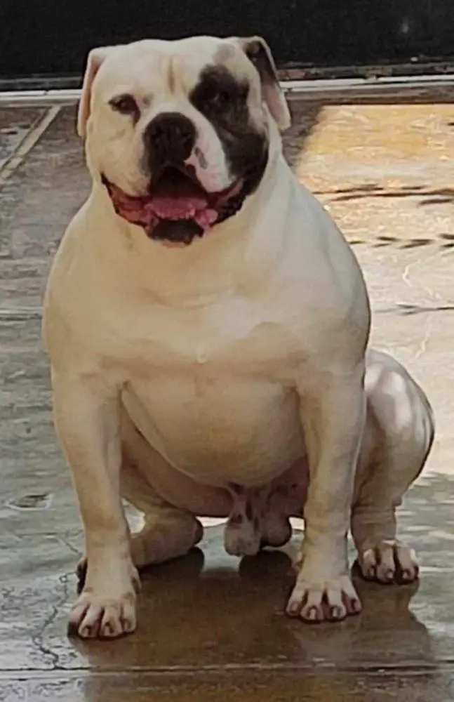 Cerberus Bulls Rigas