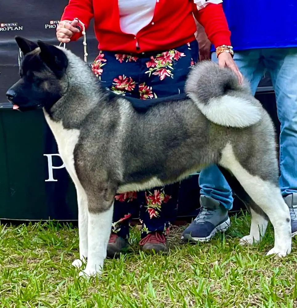 Mar-Uzto Kira Oso Pardo