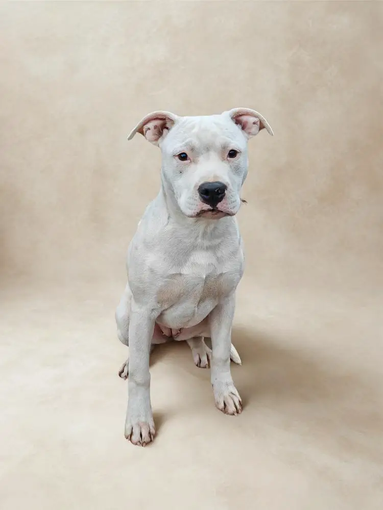 Robustaff long Angel