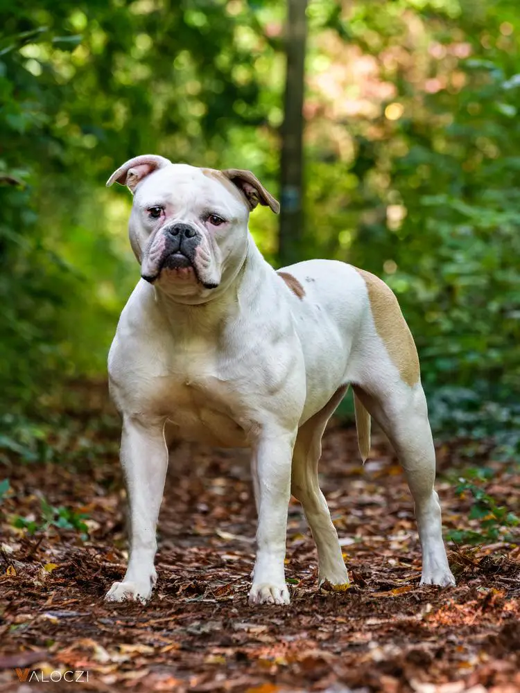 Salvus Bulls Bomboo