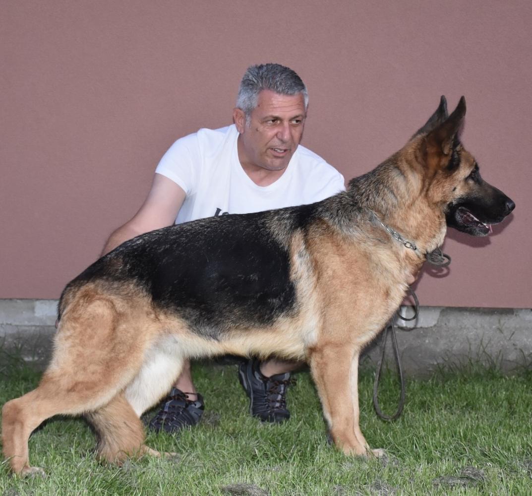 Sanny Vardar Wolf