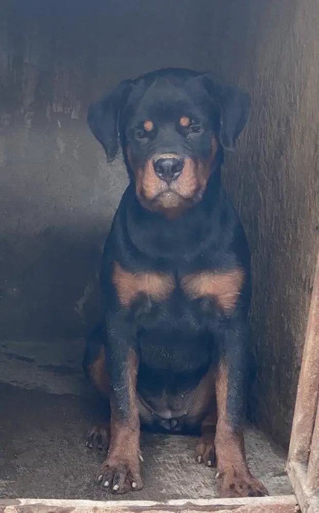 Ashley of Shedy Kennels