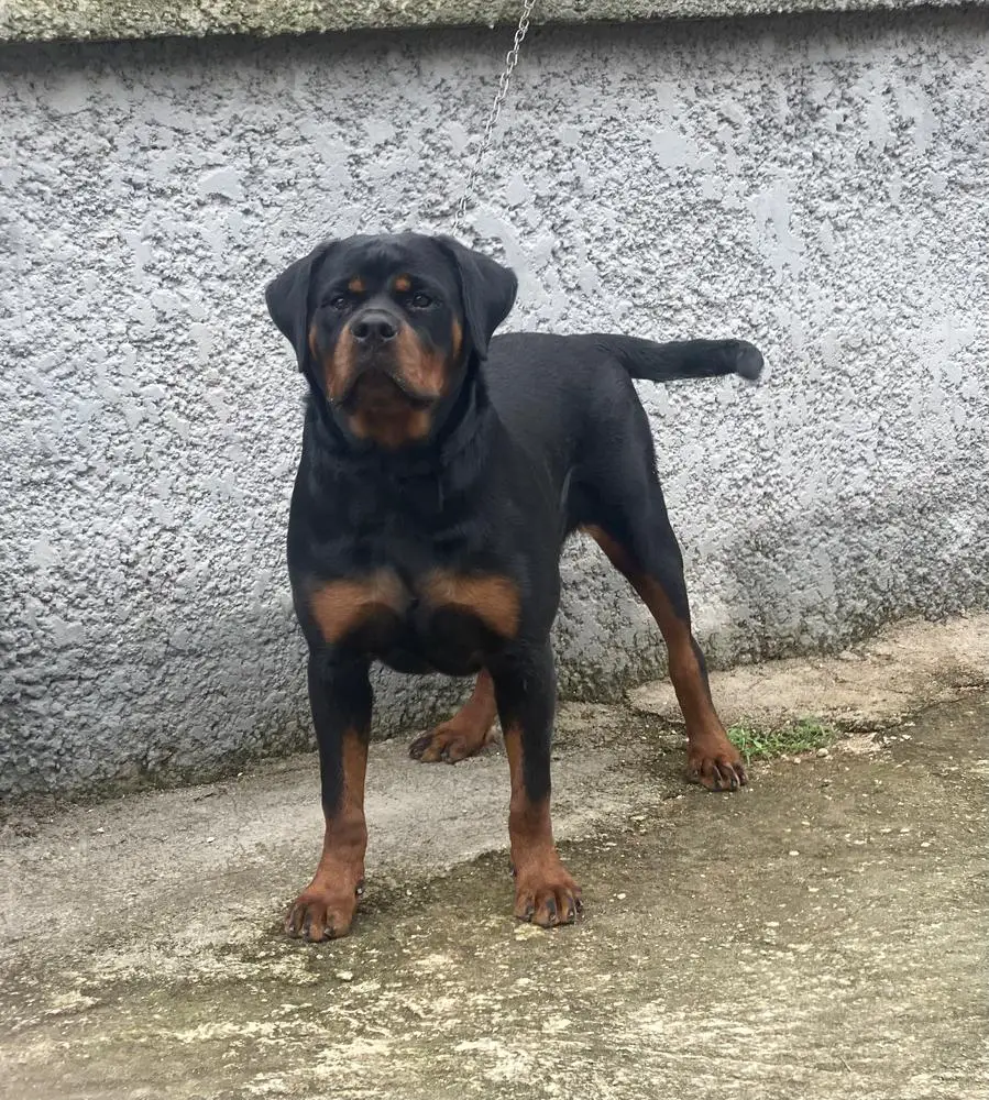 Bella of Chisco paws