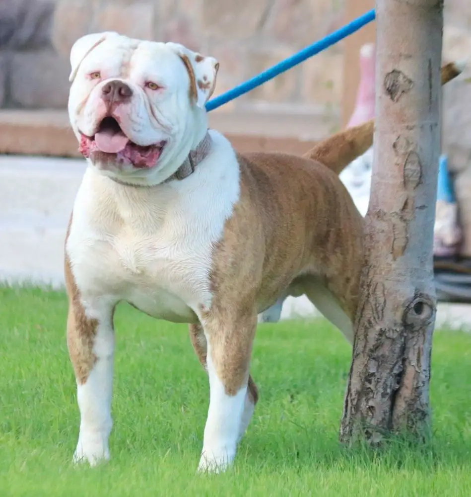 BullyBadass's Kilo