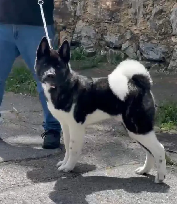 Dokker Big Dog's HG