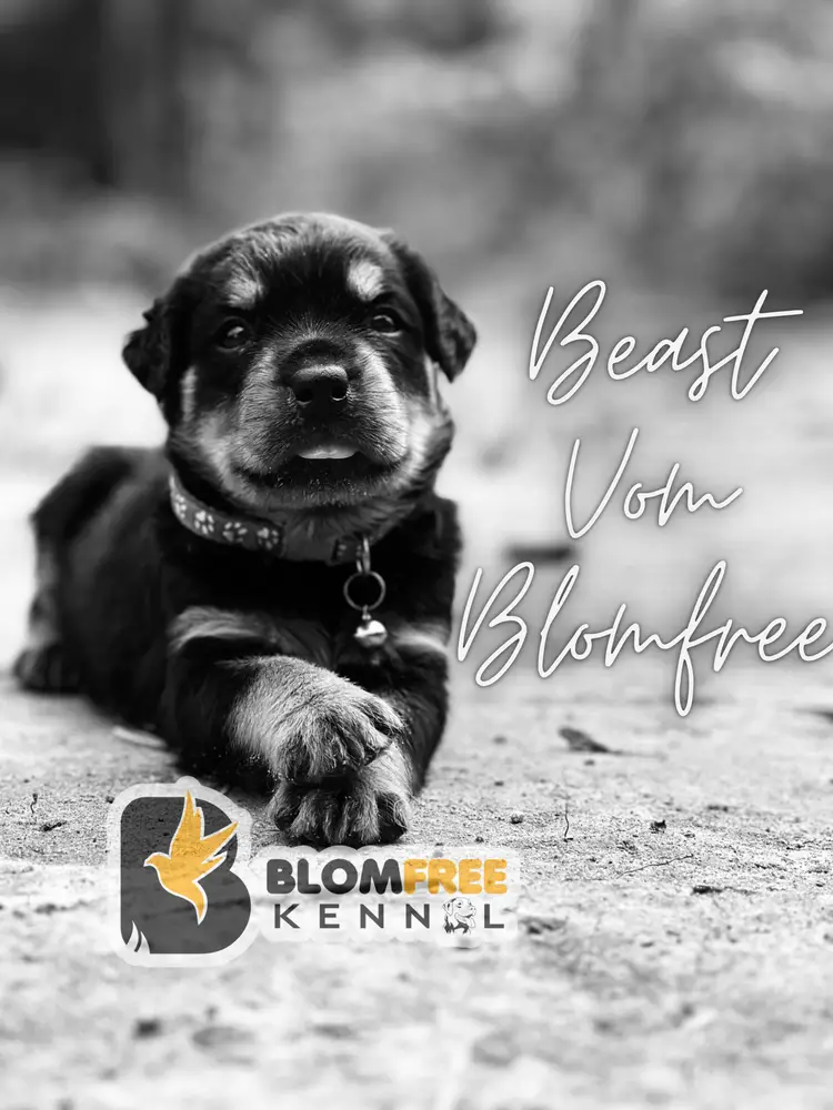 BEAST VOM BLOMFREE