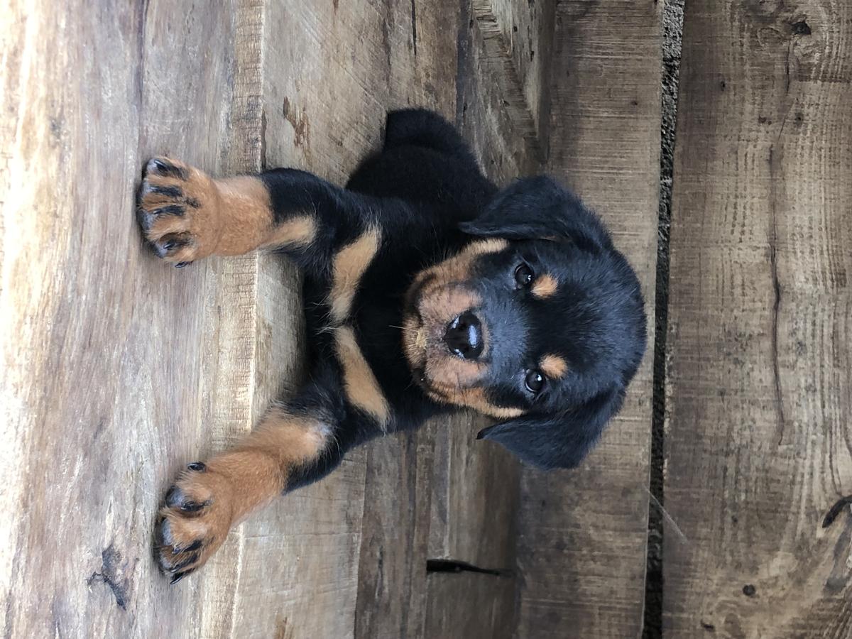 Asgard of chigz kennel