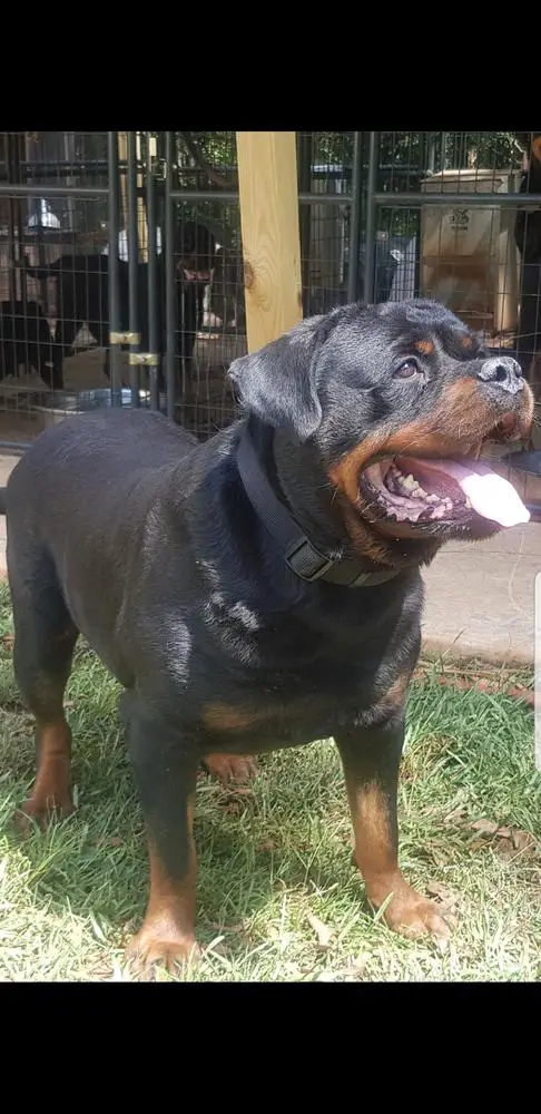 APOLLO SAETTA NEGRI ROTT