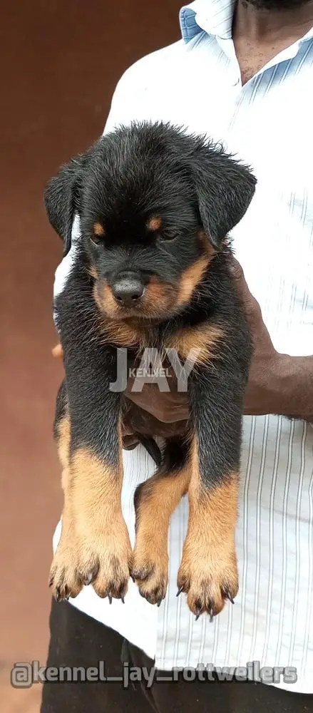 QUIVER of JAY