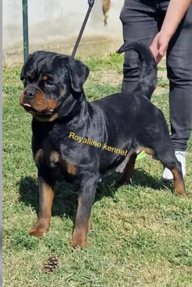 Morena Rott Kingdom